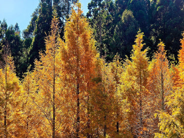 20 DAWN REDWOOD Tree Metasequoia Glyptostroboides Conifer Seeds